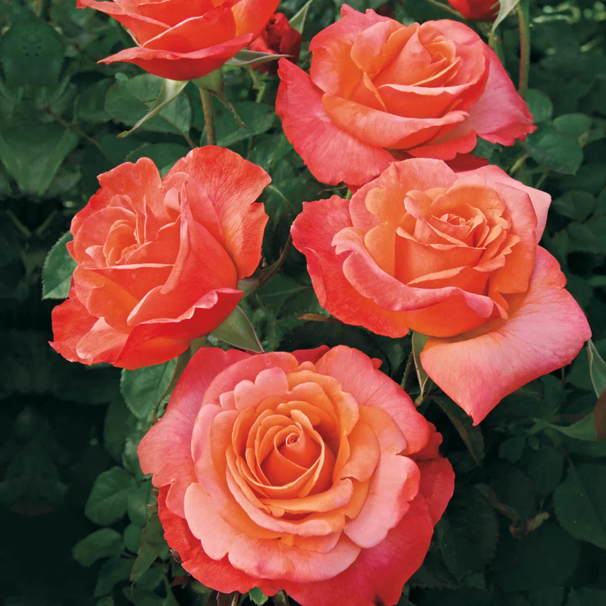 Colorific™ Potted Rose Bush