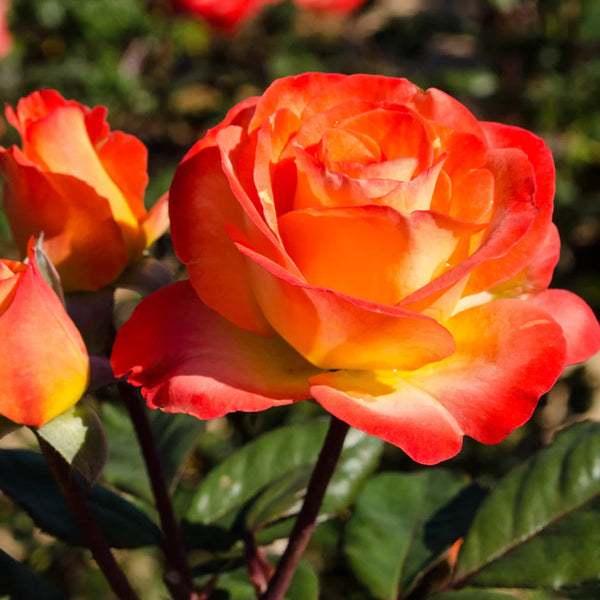 Perfect Moment™ Bare Root Rose Bush