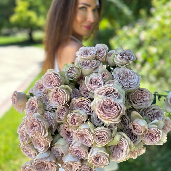 Notre Dame Rose Bush