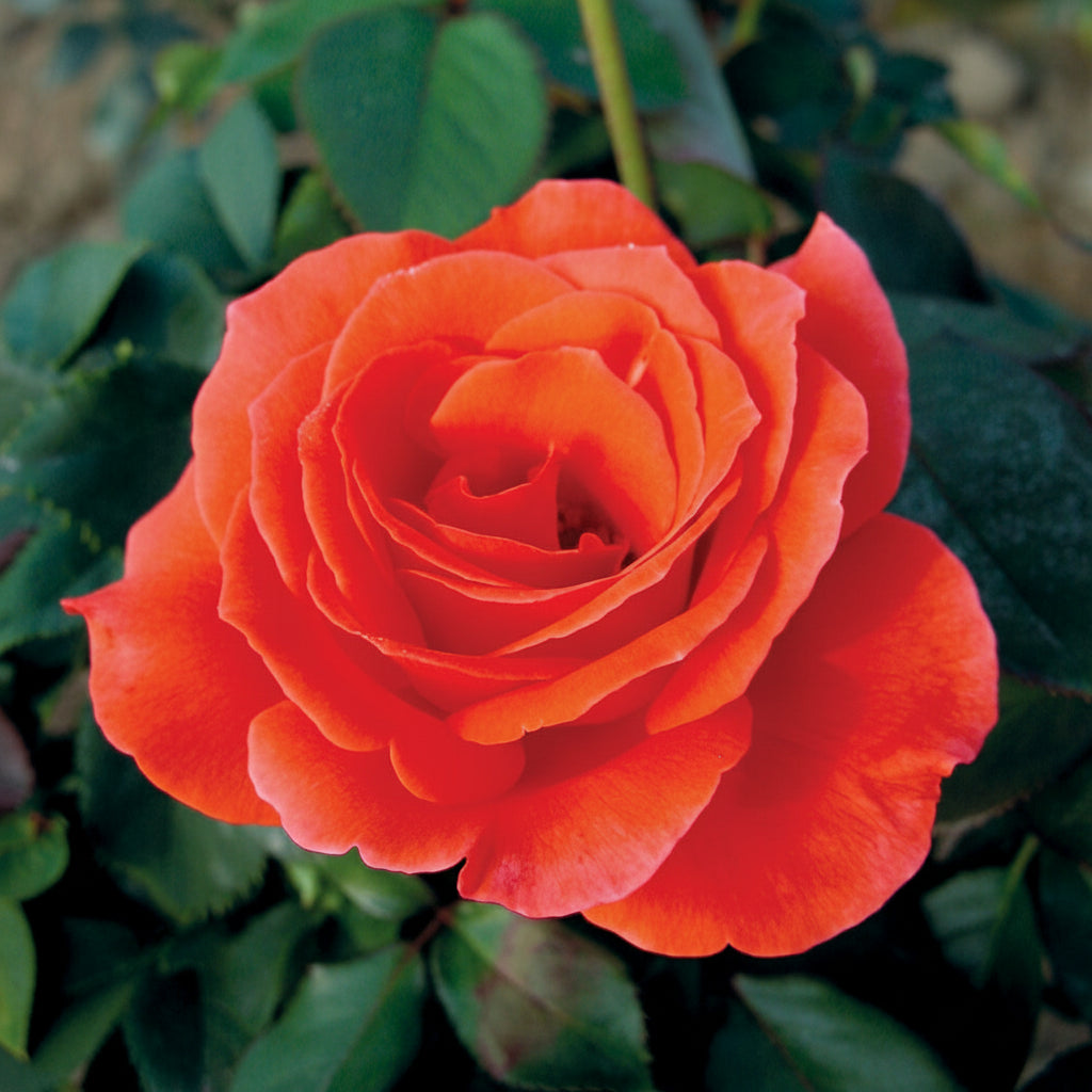 Candelabra™ Bare Root  Rose Bush