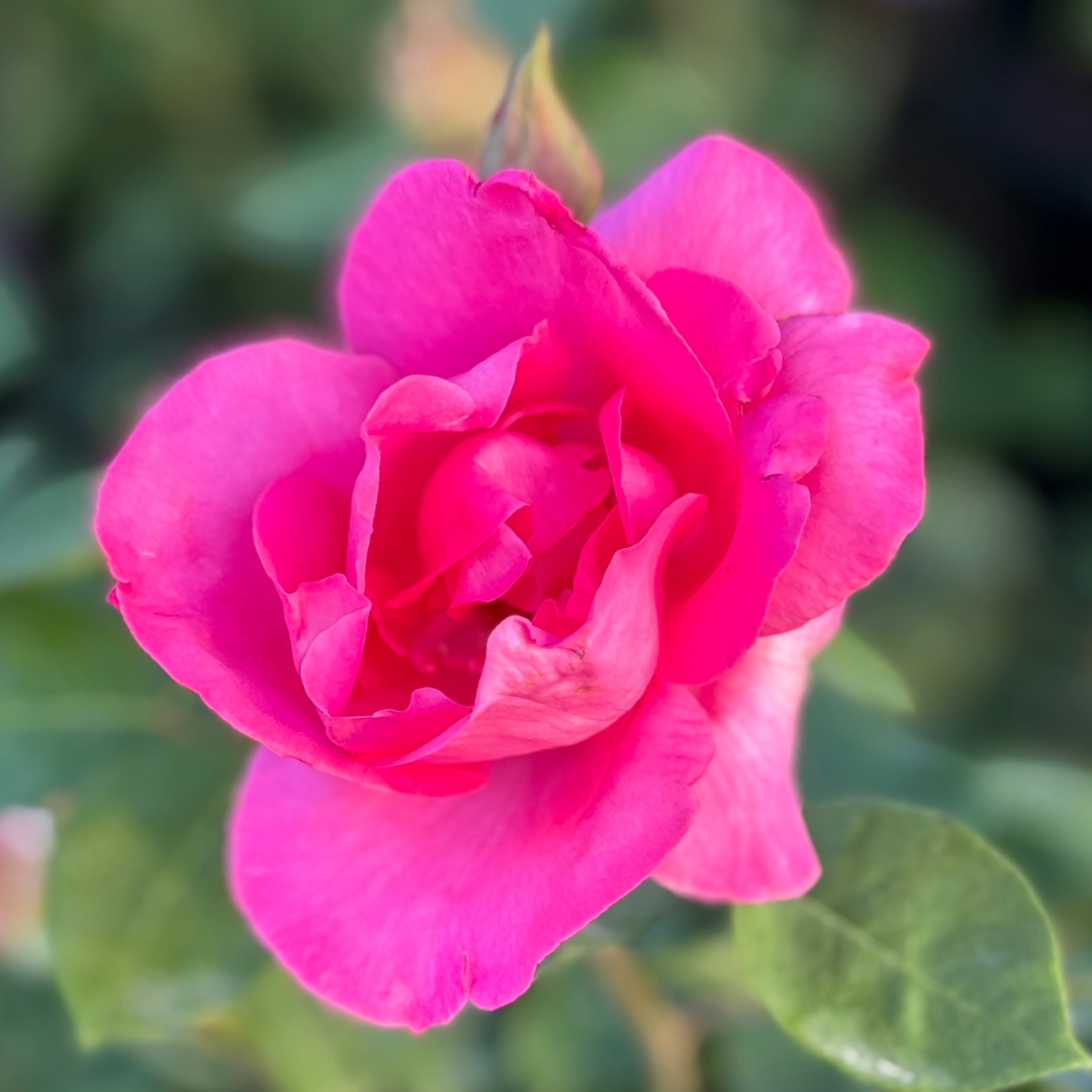 The McCartney Rose™ Potted Rose Bush