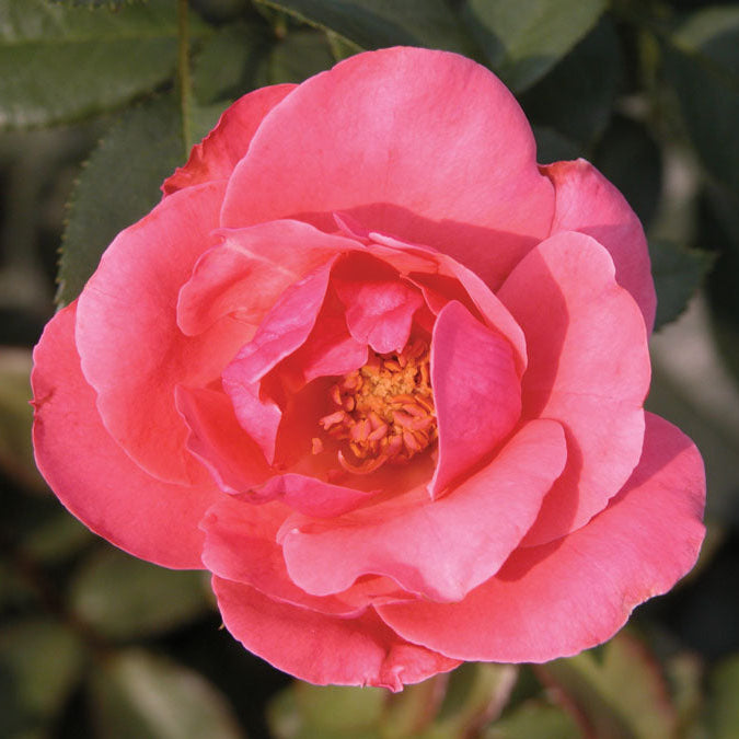 Belle Danielle™ Bare Root Rose Bush