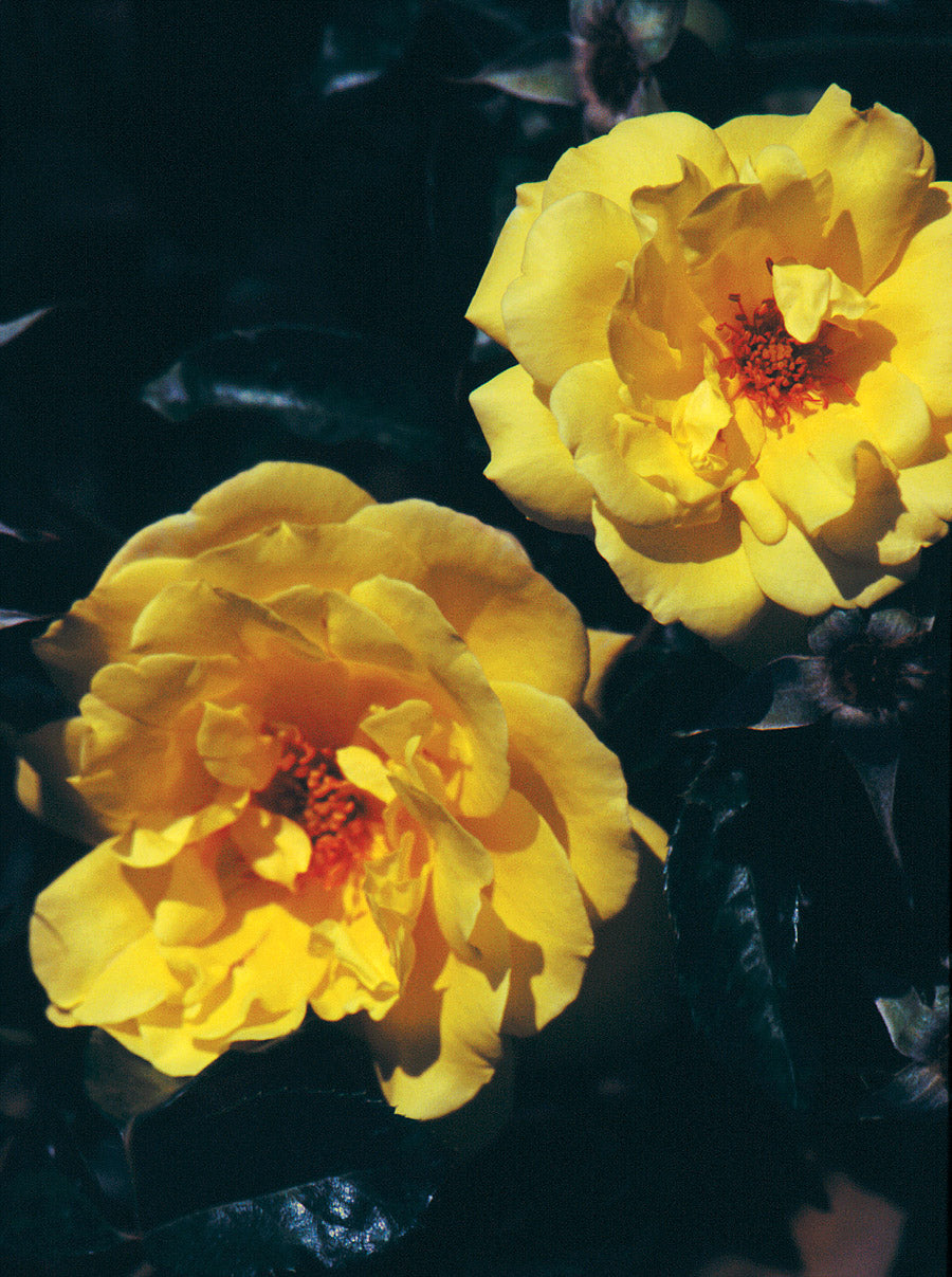 Gold Badge™ Bare Root Rose Bush
