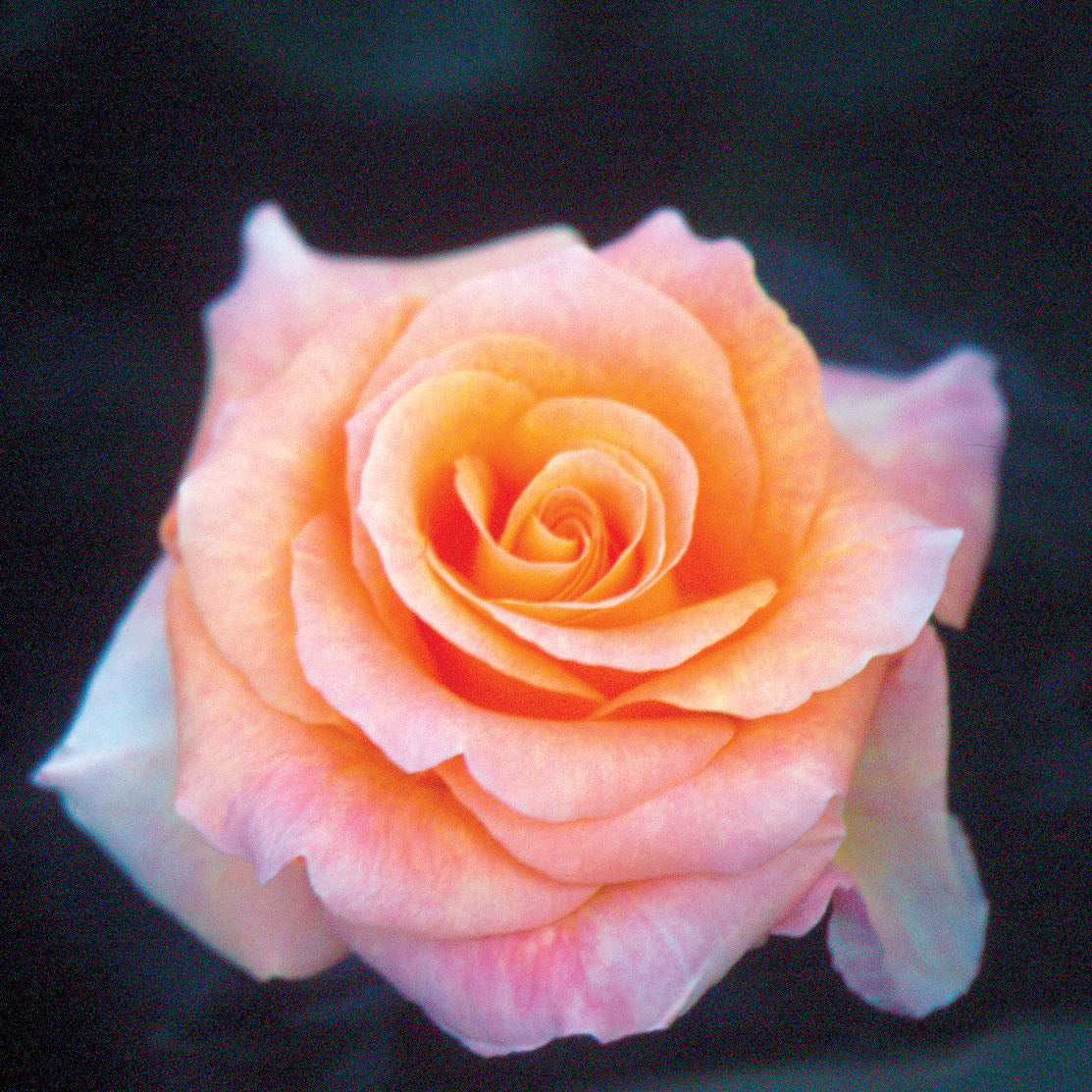 Day Breaker™ Potted Rose Bush