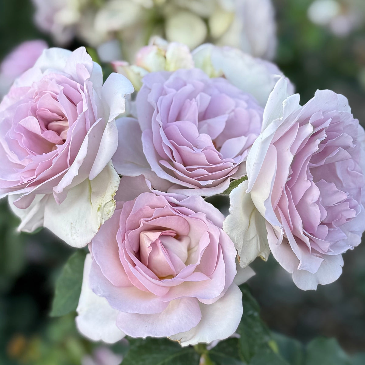 Sterling Silver Bare Root Rose Bush