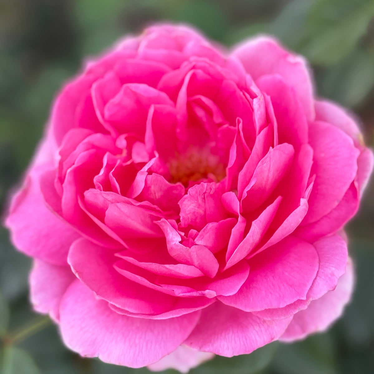 True Bloom Roses® True Inspiration™ Bare Root Rose Bush