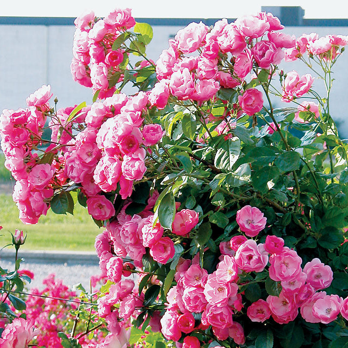 Angela® Bare Root  Climbing Rose