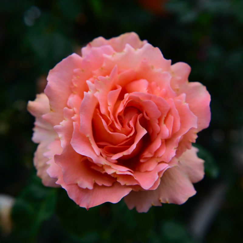 Polka™ - Climber Rose Bush