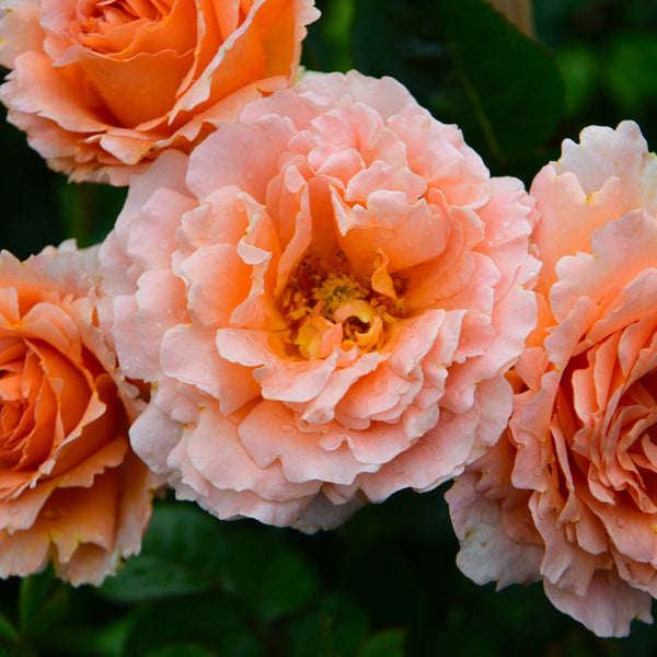 Polka™ - Climber Rose Bush