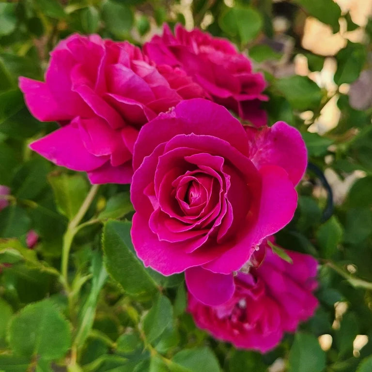 True Bloom Roses® Serenity™ Bare Root Rose Bush