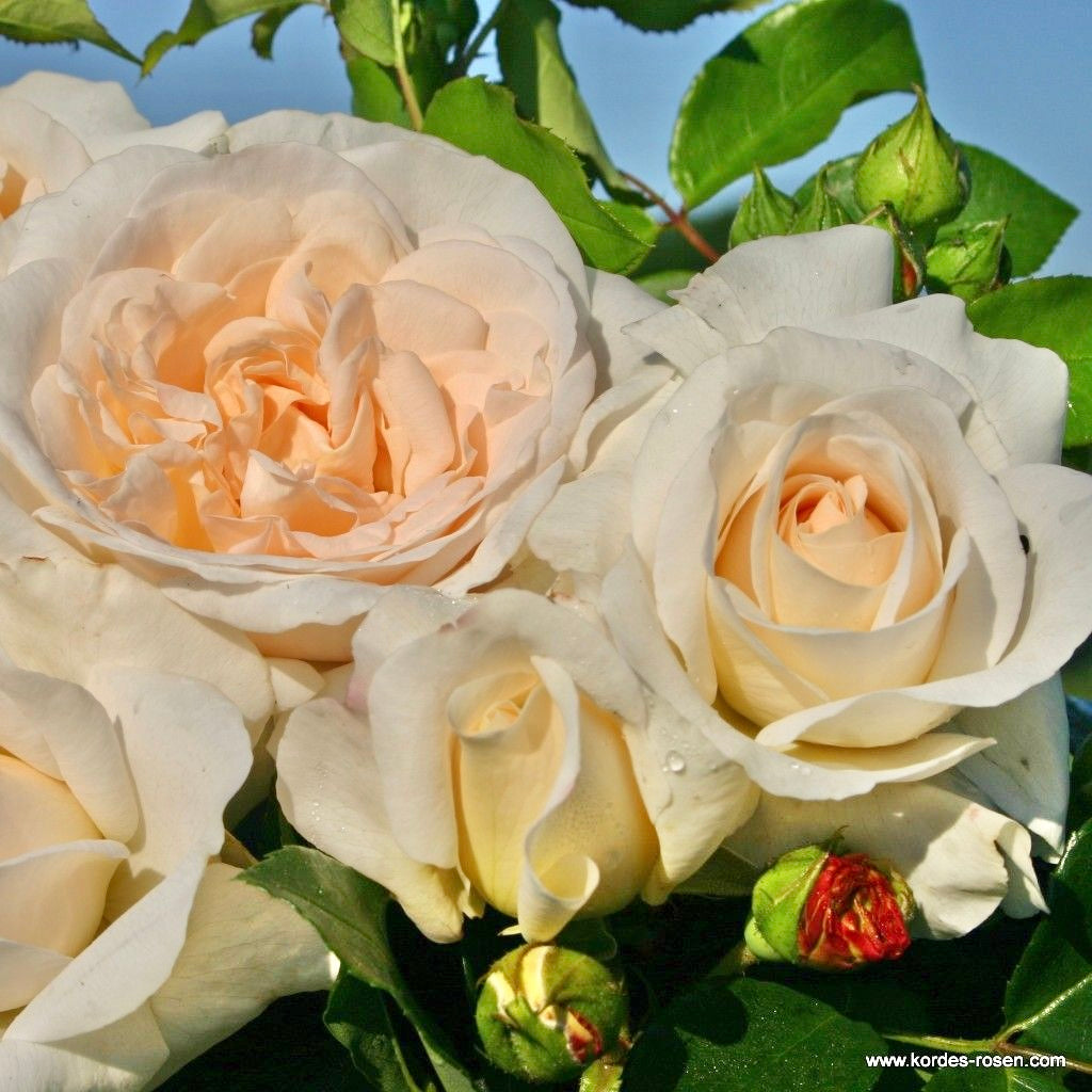 Fairytale Roses® Kosmos® Bare Root Rose Bush