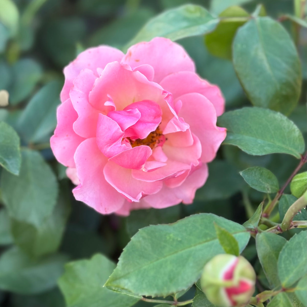 Tequila® Supreme Bare Root Rose Bush