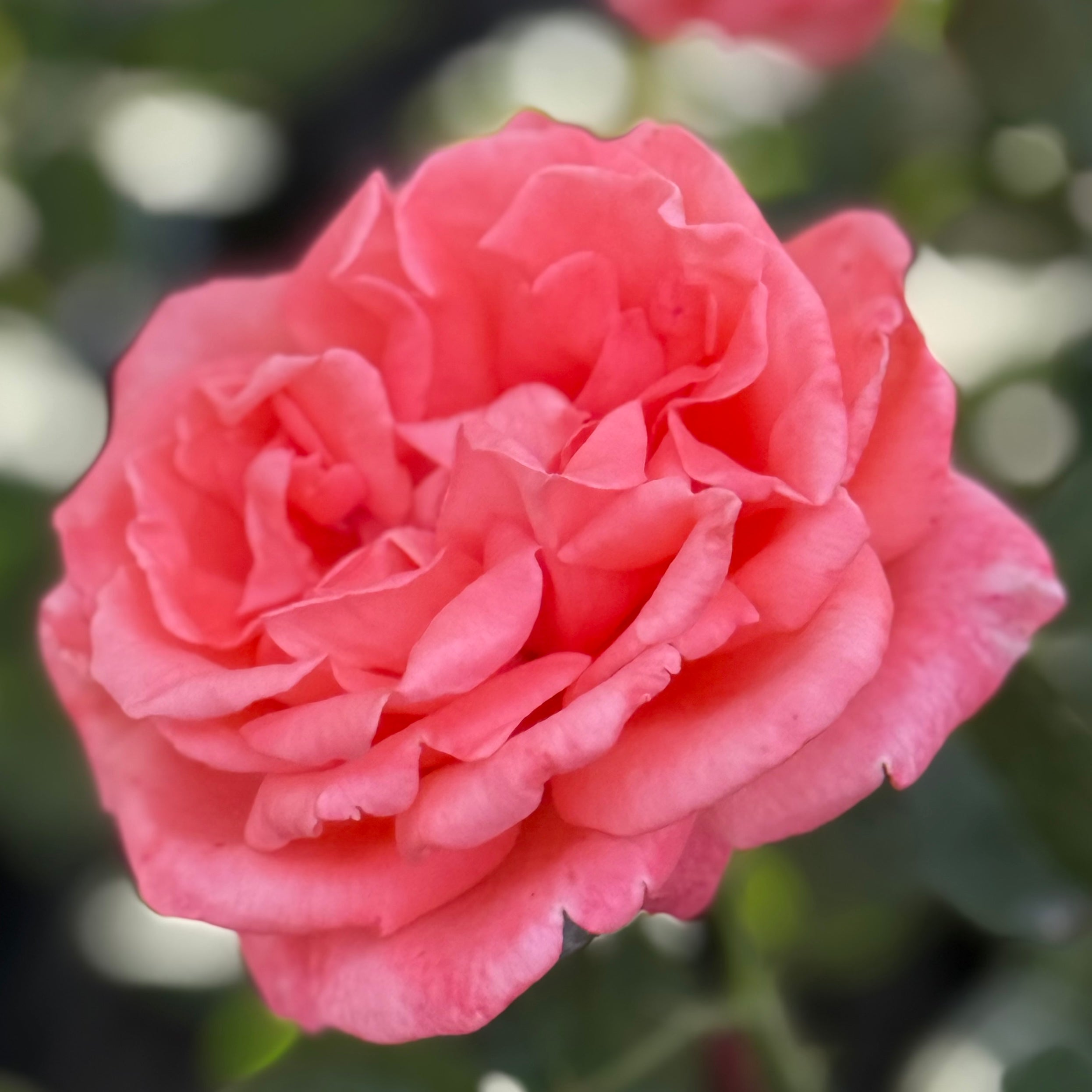 Tropicana Potted Rose Bush
