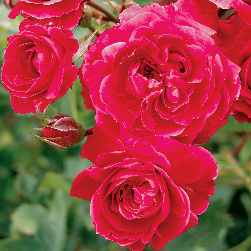 Alexander Mackenzie Bare Root Rose Bush