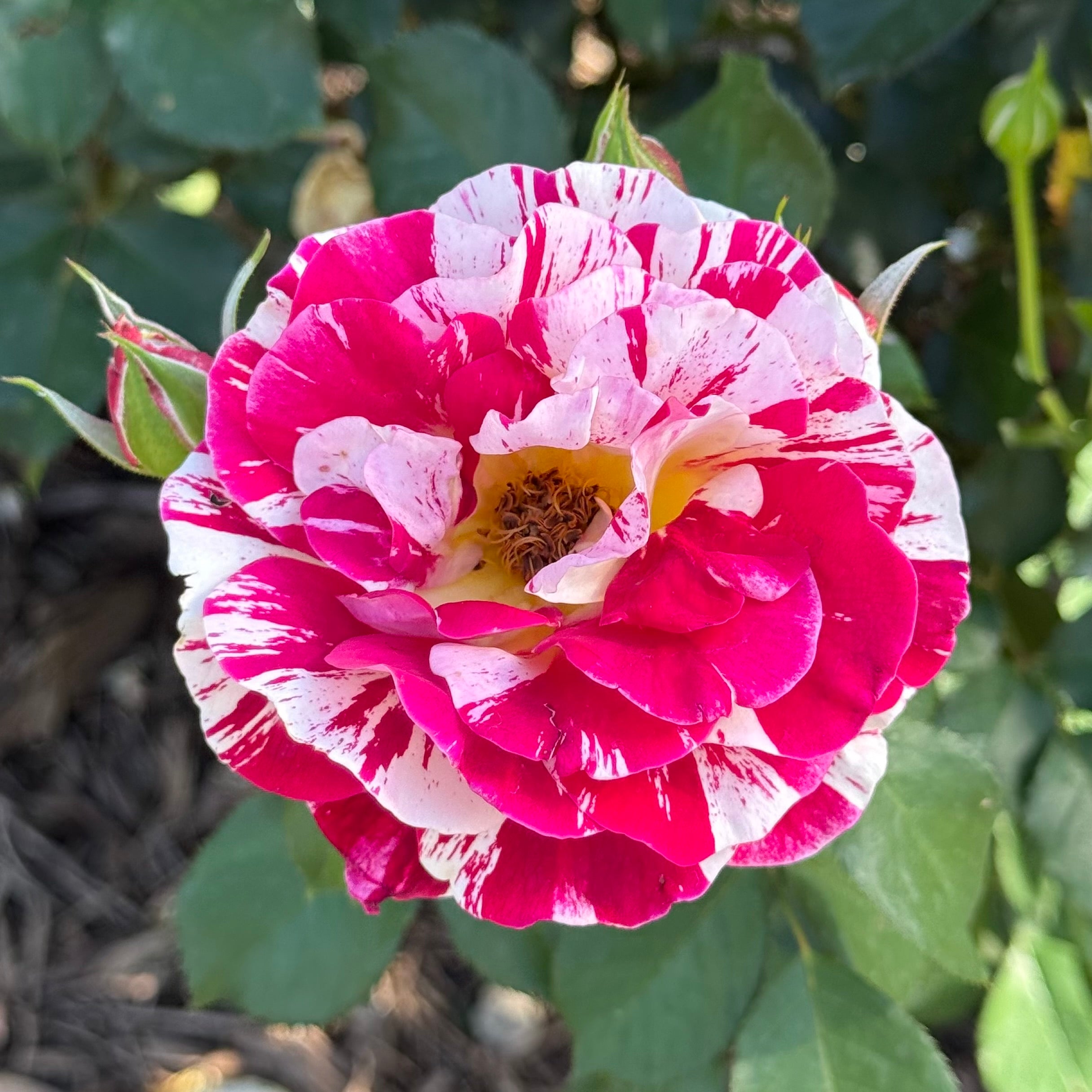 George Burns Potted Rose Bush