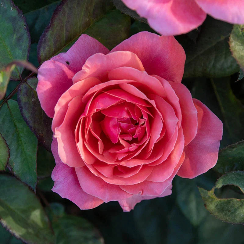 Miss Manners™ 36" Tree Rose Bush
