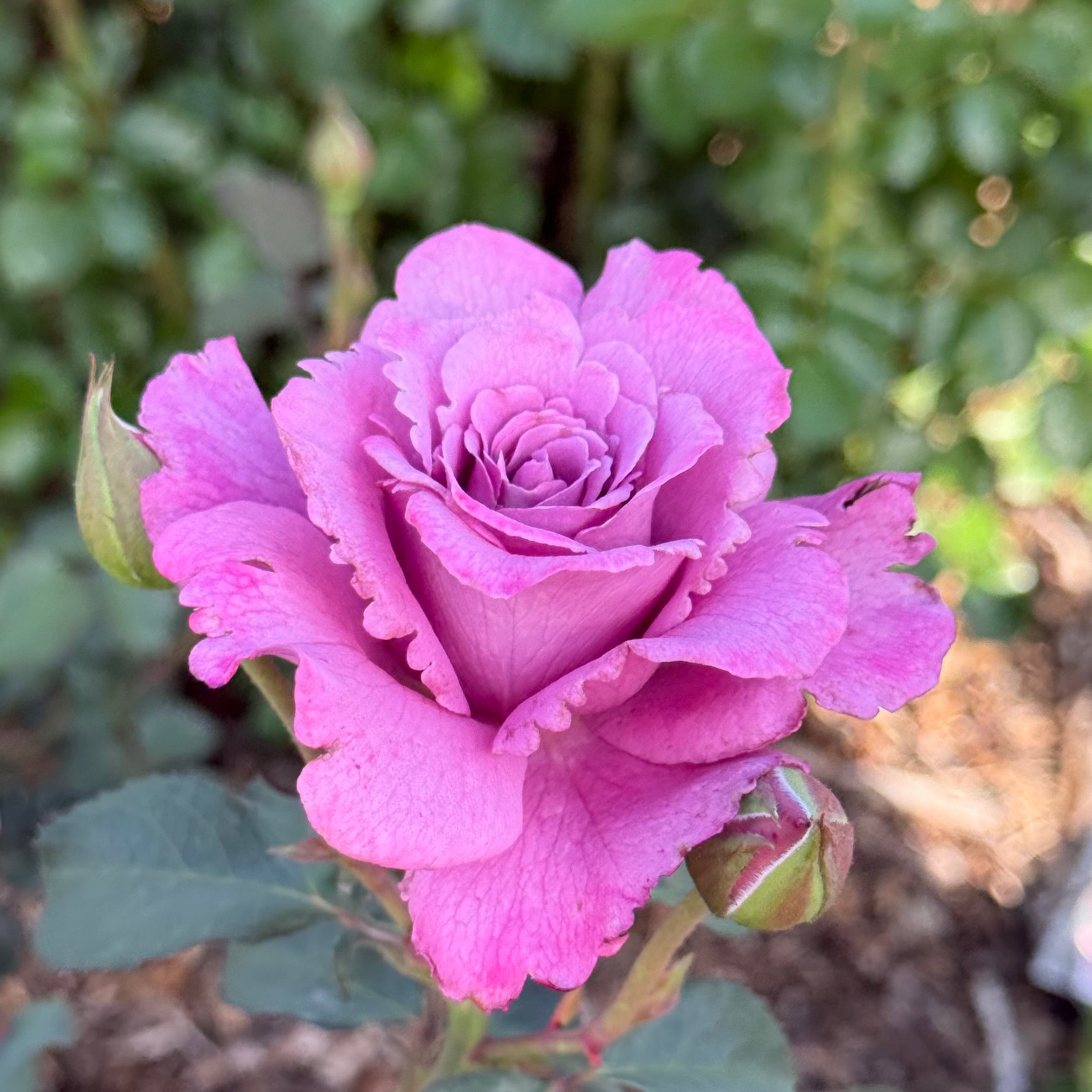 Angel Face Potted Rose Bush