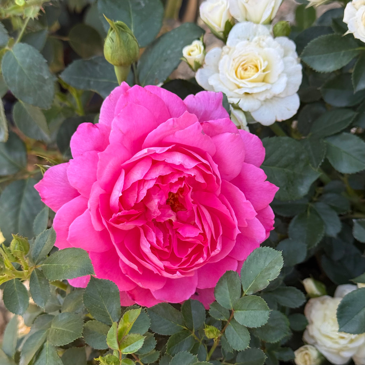 True Bloom Roses® True Inspiration™ Bare Root Rose Bush