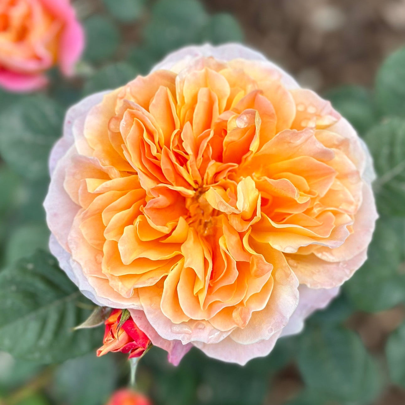 The Impressionist™ Potted Rose Bush