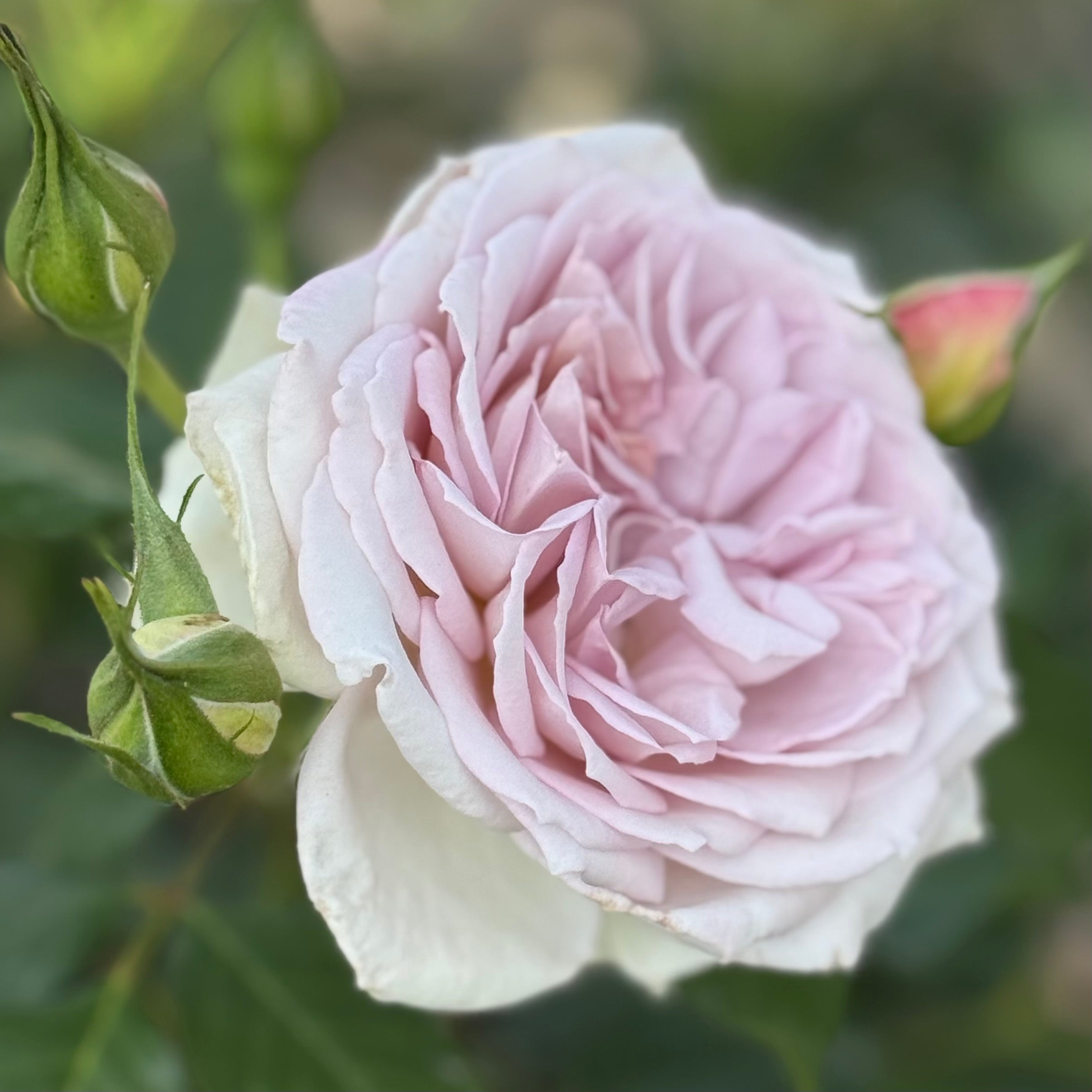 Silver Lining™ Potted Rose Bush