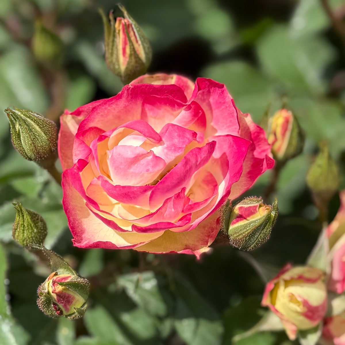 Enchanted Meadow™ Bare Root Rose Bush