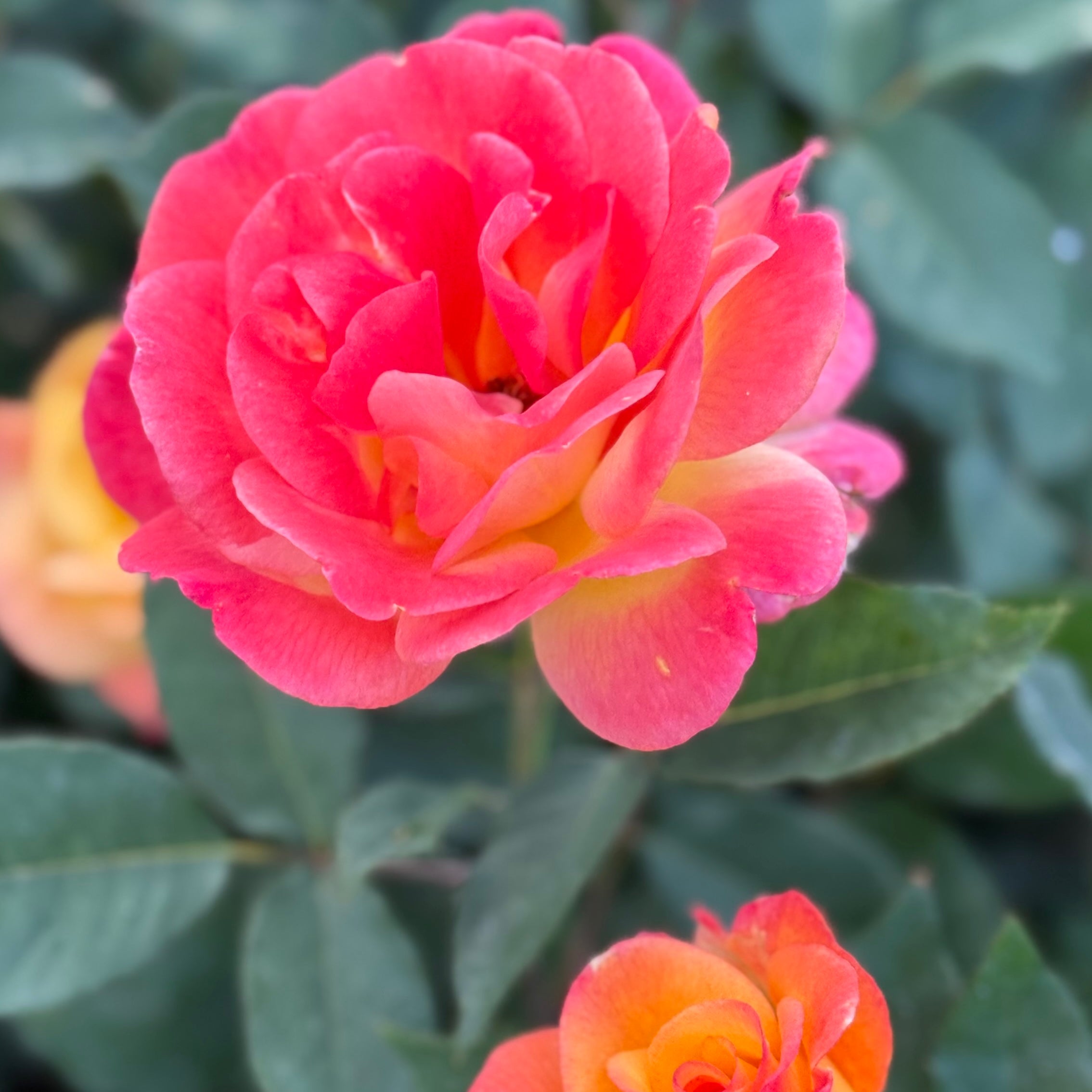 Rio Samba™ Bare Root Tree Rose