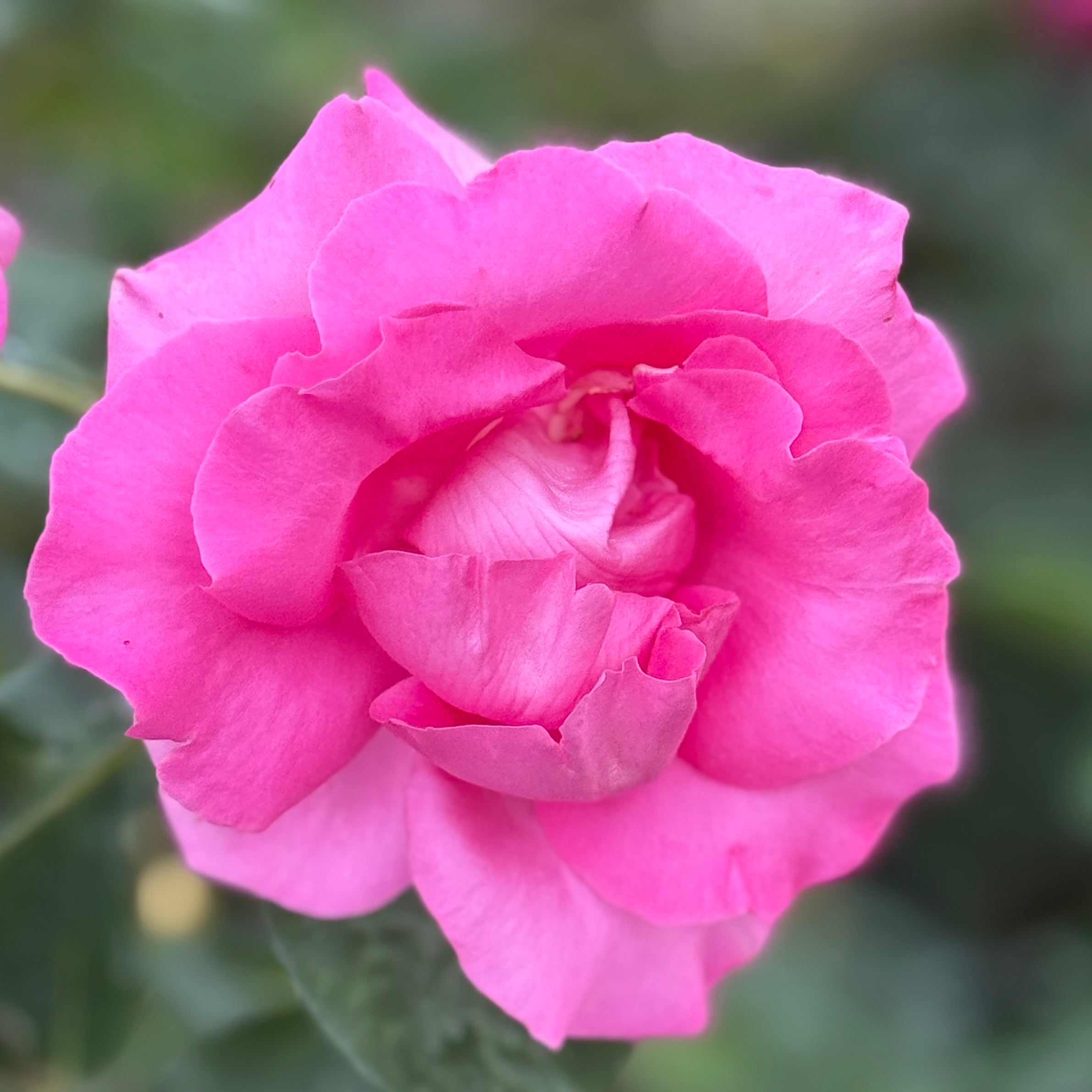 The McCartney Rose™ Potted Rose Bush