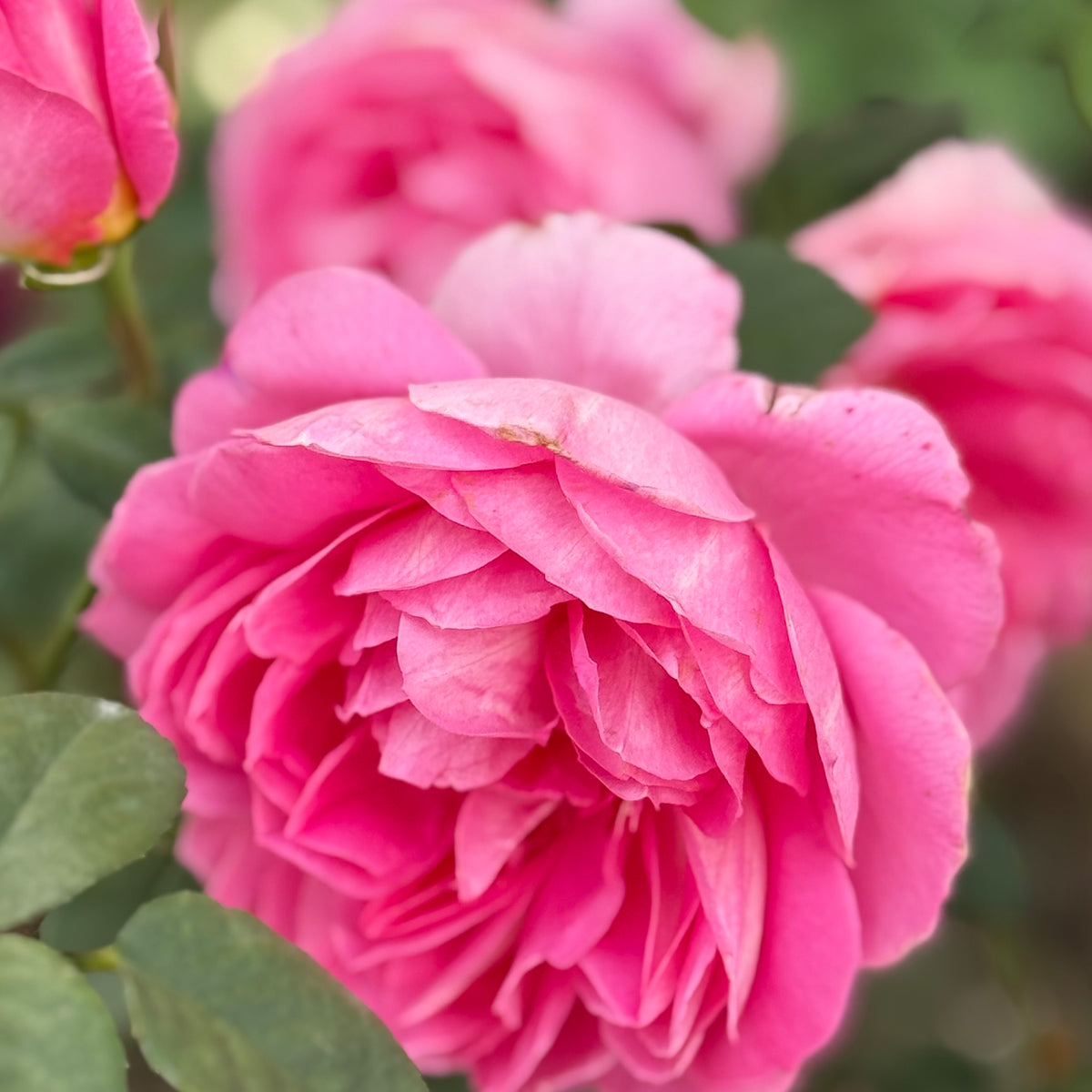 True Bloom Roses® True Inspiration™ Bare Root Rose Bush
