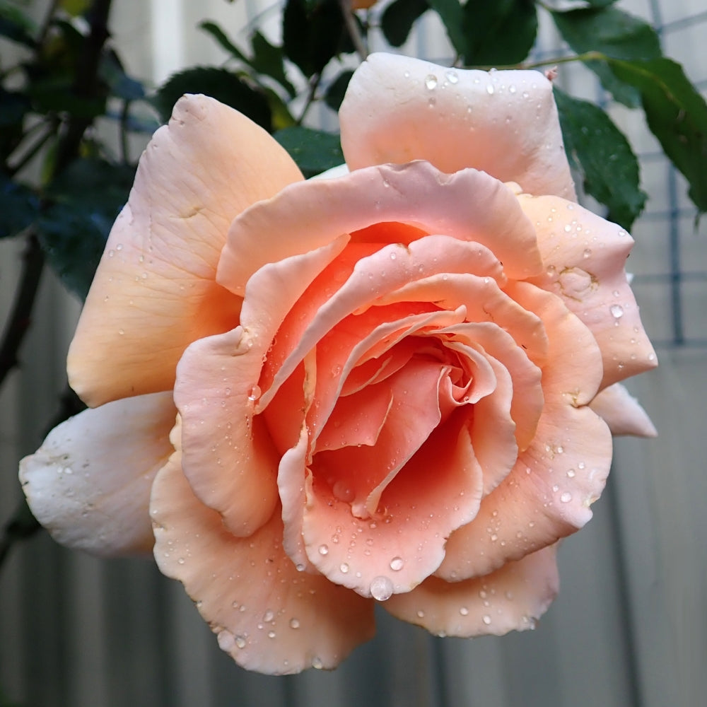 Apricot Candy™ Bare Root Rose Bush