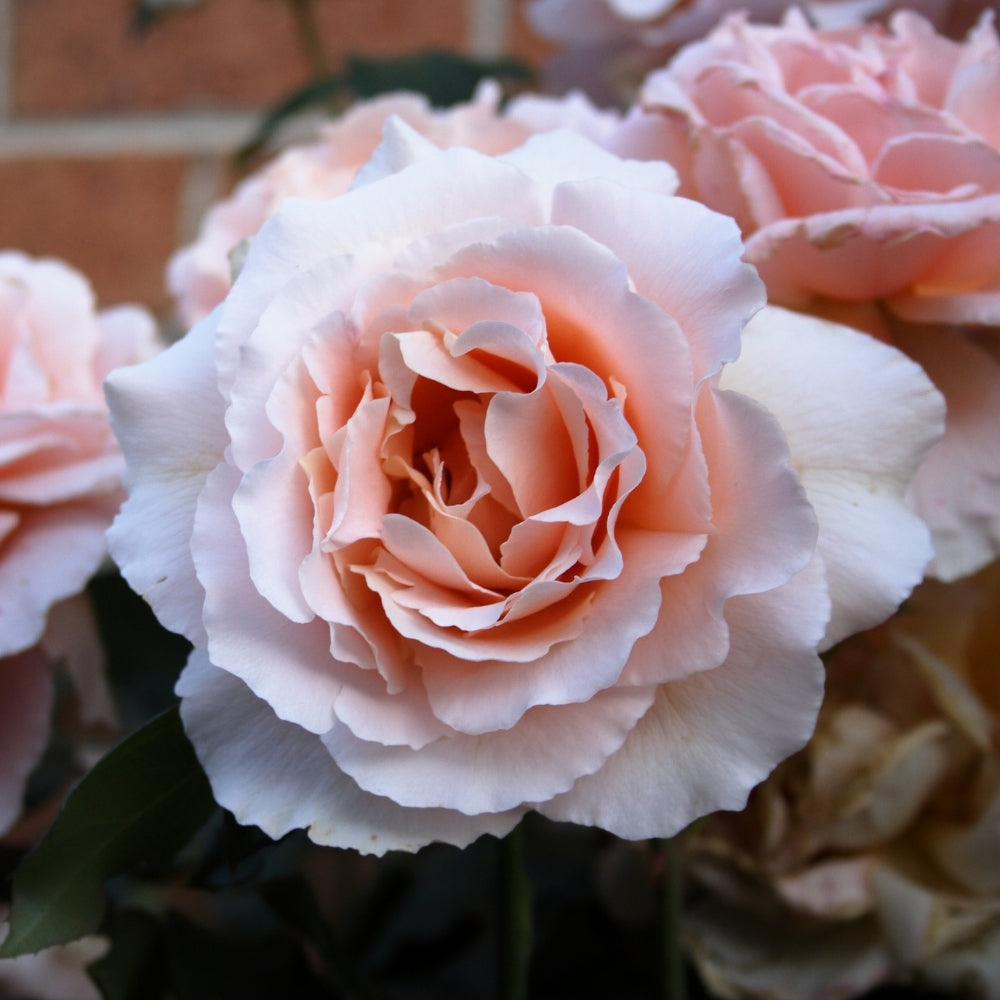 Just Joey Bare Root Rose Bush