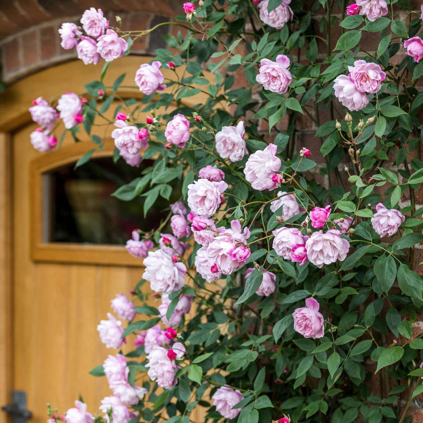 David Austin® Mary Delany® Potted Climbing Rose Bush
