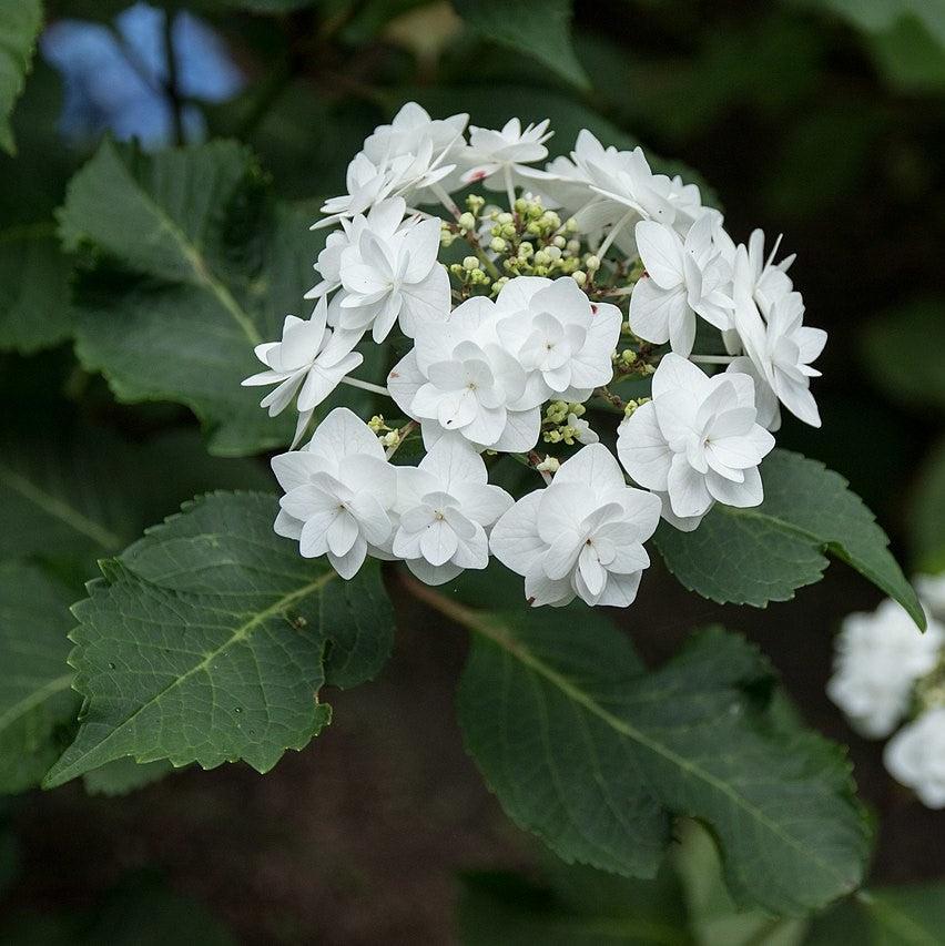 Hydrangea Double Delights™ Wedding Gown Potted Hydrangea Plant
