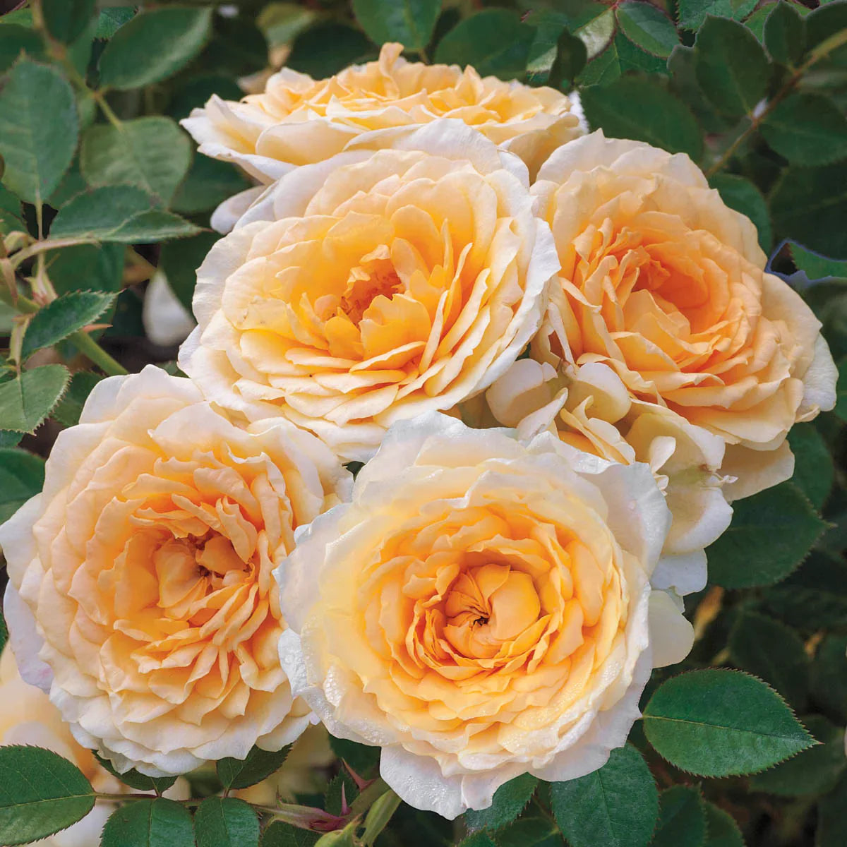 Edith's Darling® Potted Rose Bush