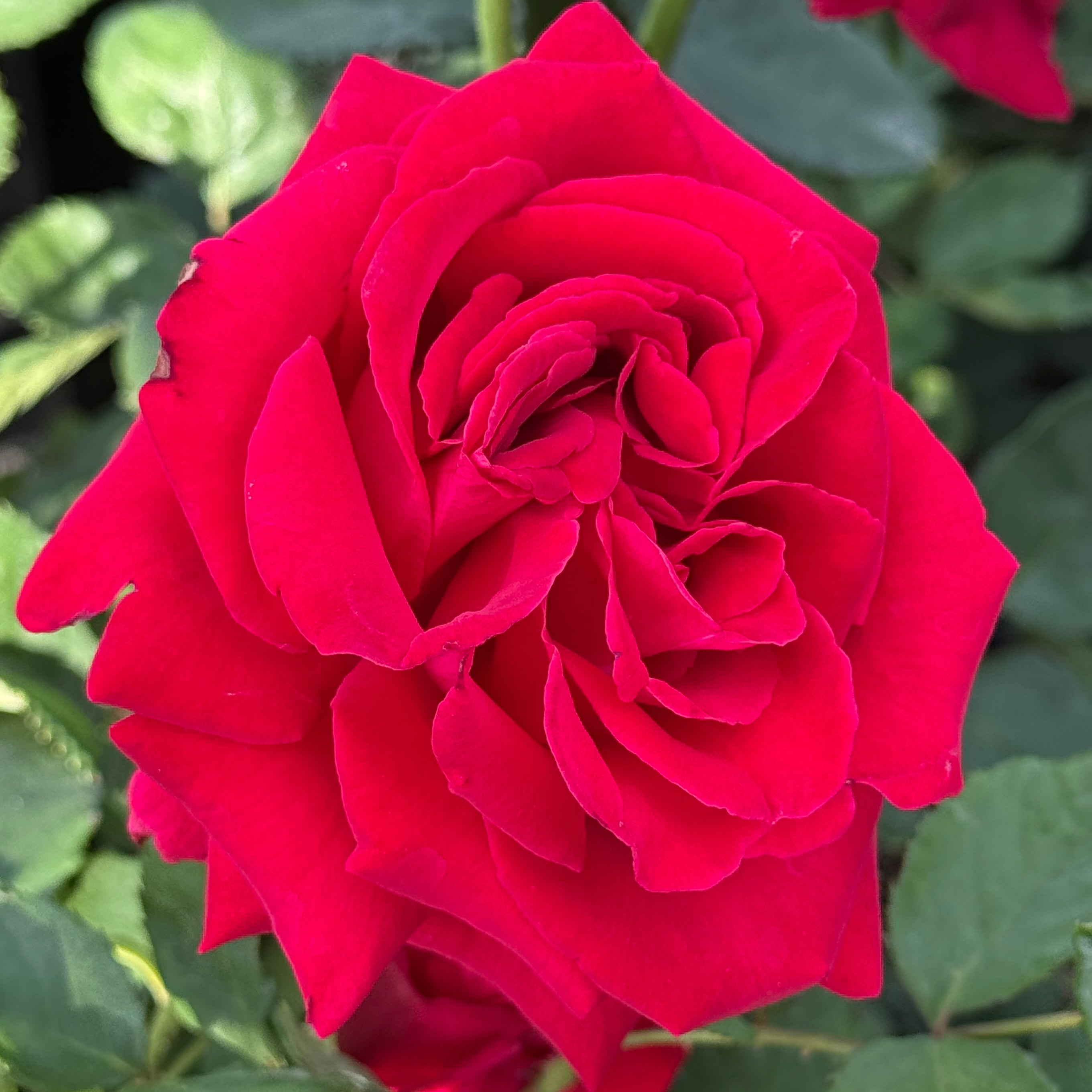 Veterans' Honor® Potted Rose Bush