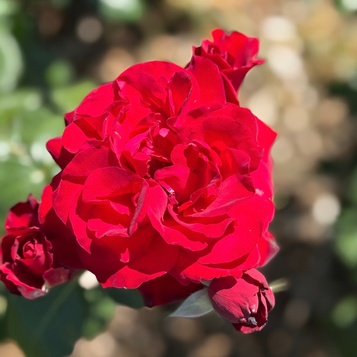 Black Cherry Potted Rose Bush
