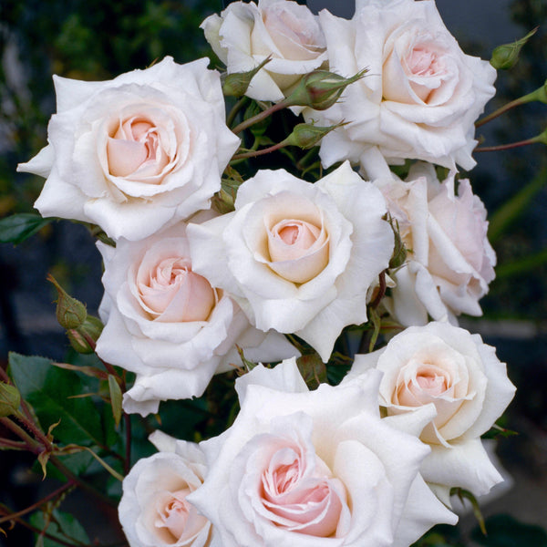 Swan Lake Rose Bush