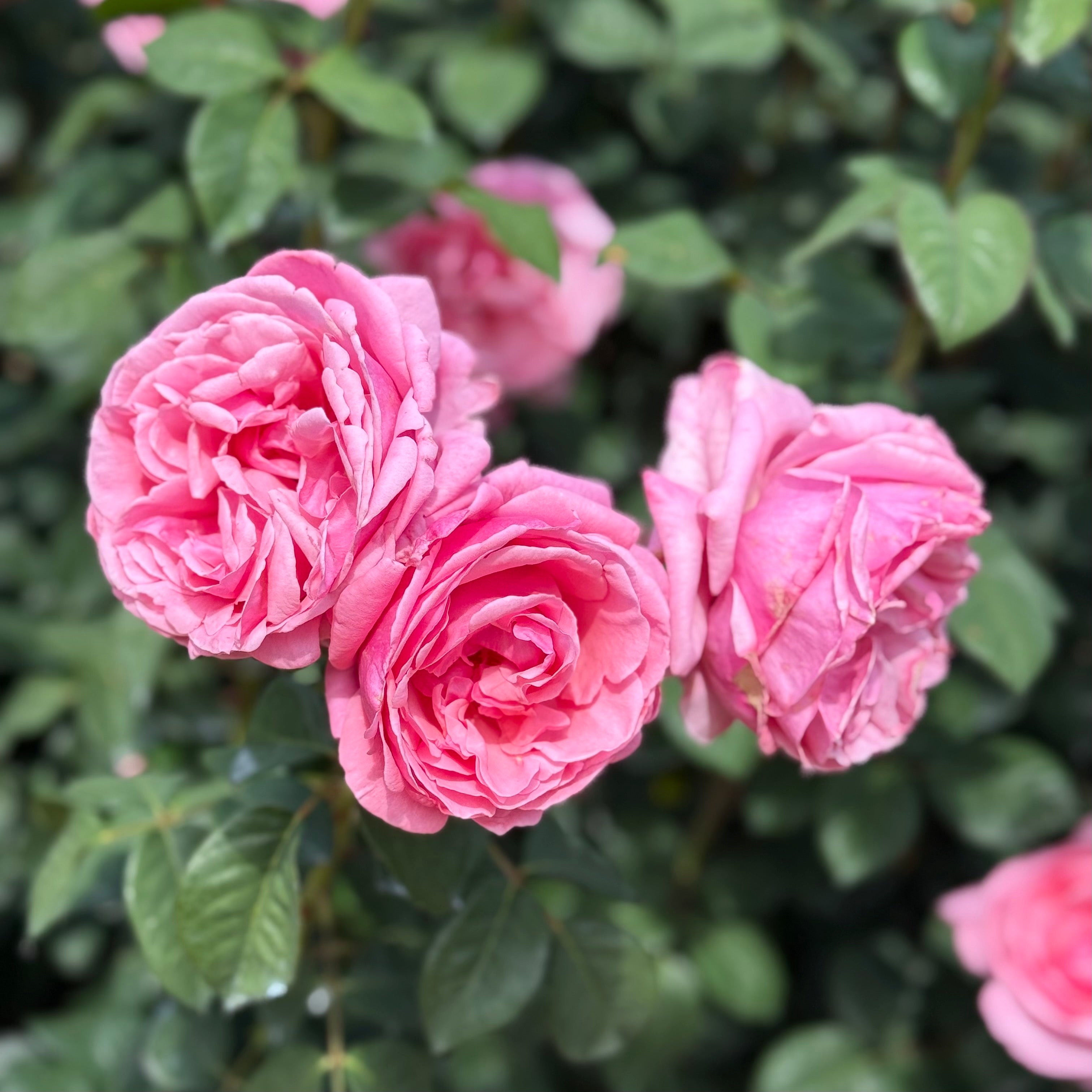 Dee-Lish® Bare Root Rose Bush