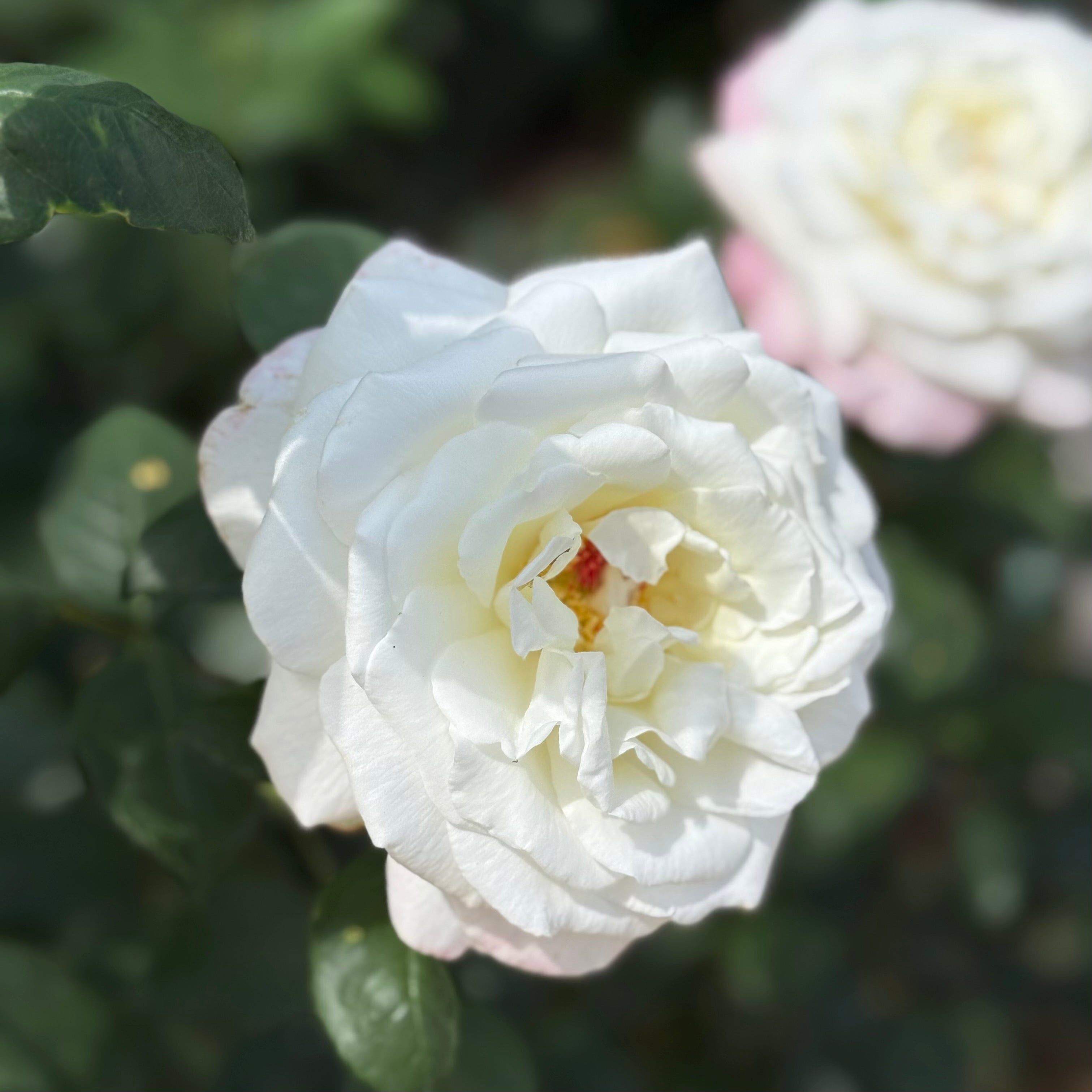 Sugar Moon™ Potted Rose Bush