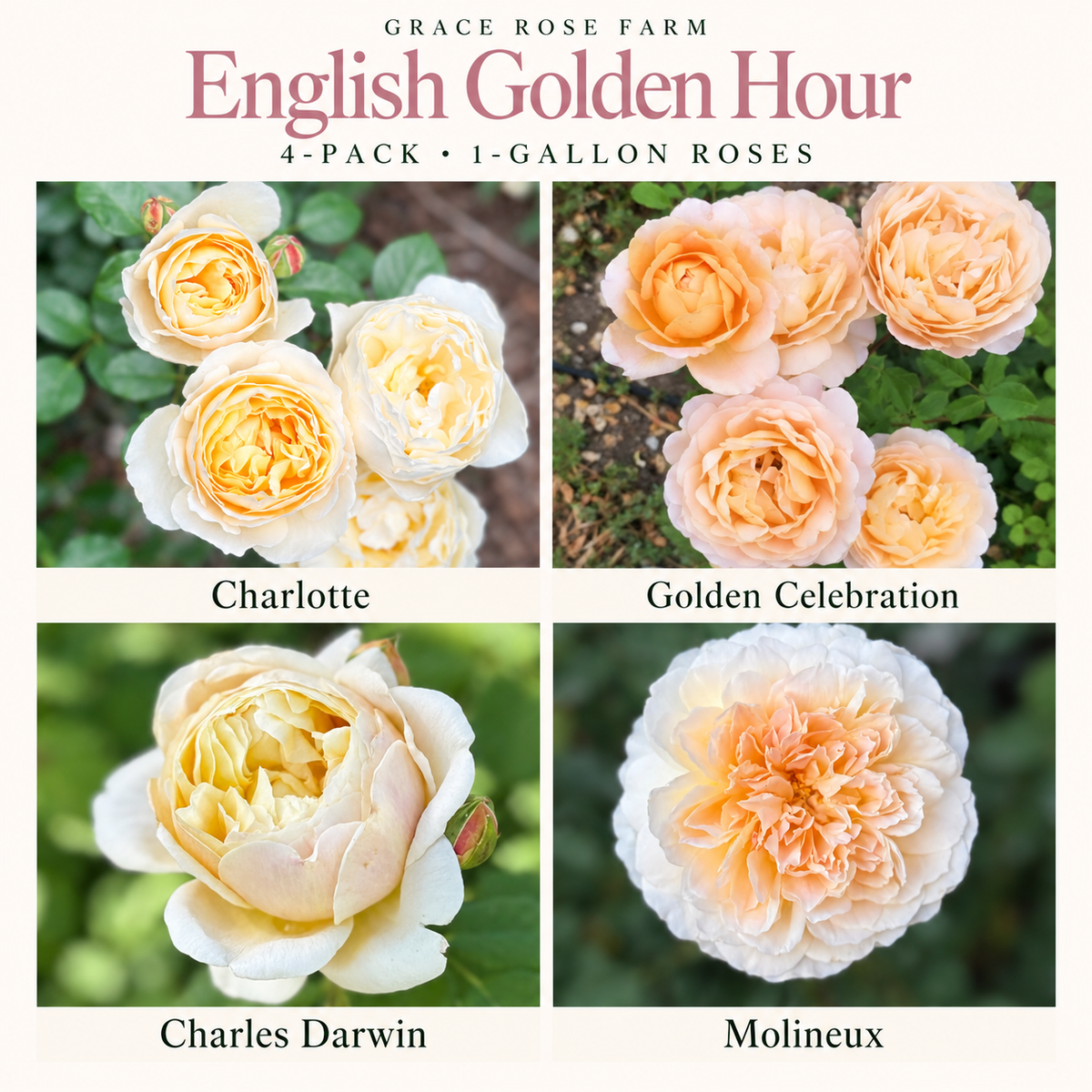 ENGLISH GOLDEN HOUR 4 Pack - David Austin® Charlotte®, Golden Celebration®, Charles Darwin® & Molineux®