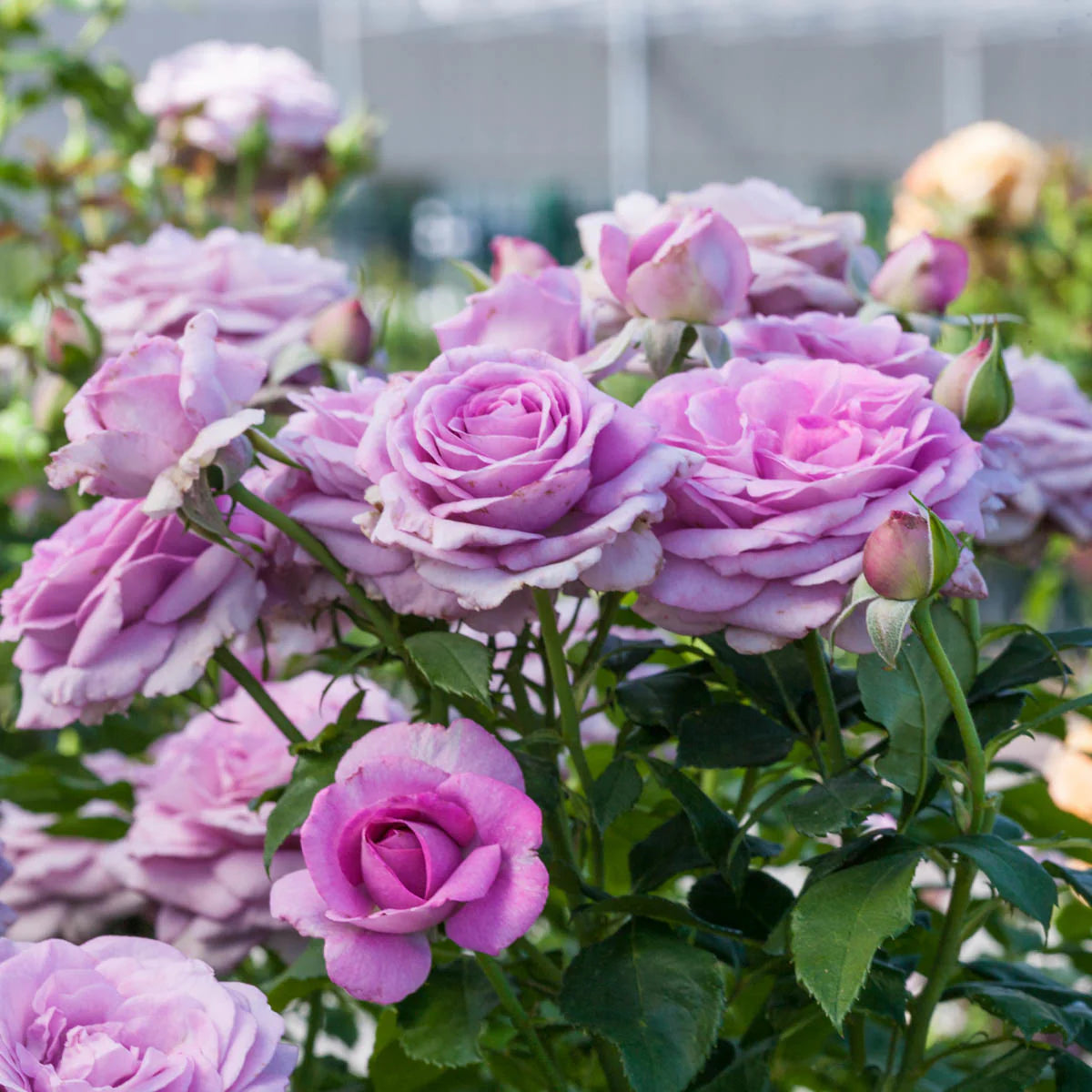Violet's Pride™ Bare Root Rose Bush