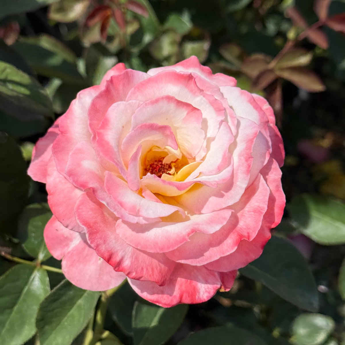 Secret™   Bare Root Rose Bush