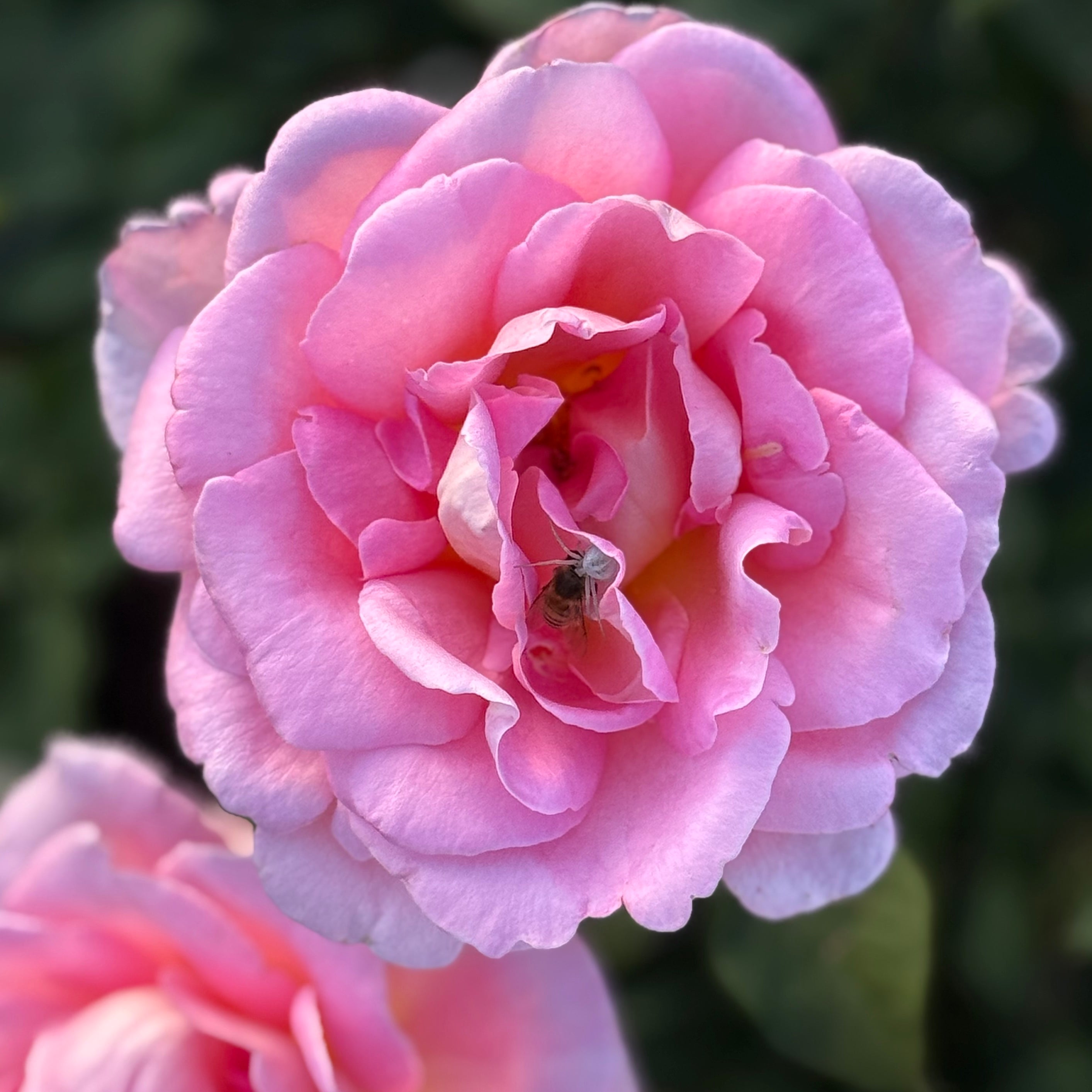 Tiffany Potted Rose Bush