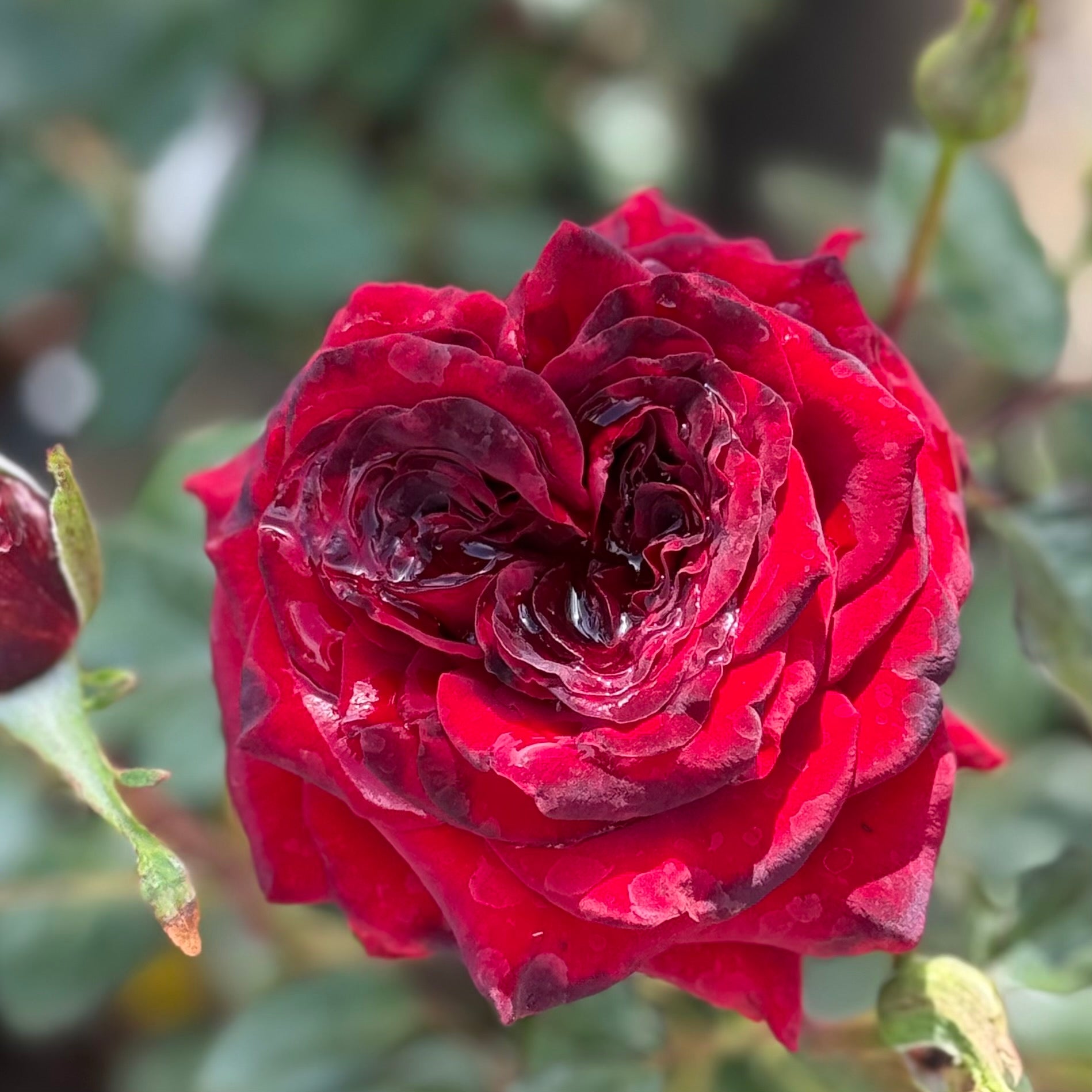 Black Magic® Potted Rose Bush
