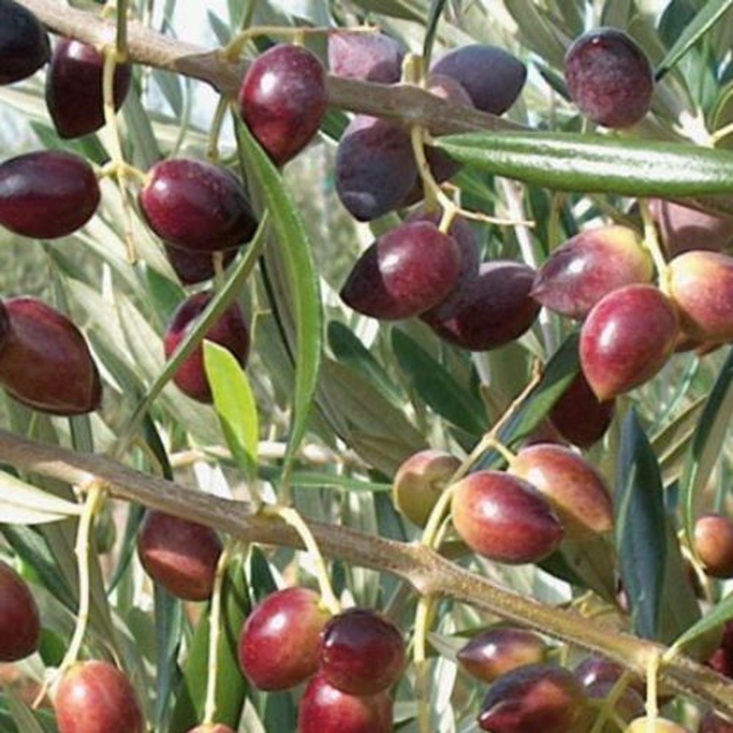 OLIVE TREE - Koroneiki Potted Olive Tree