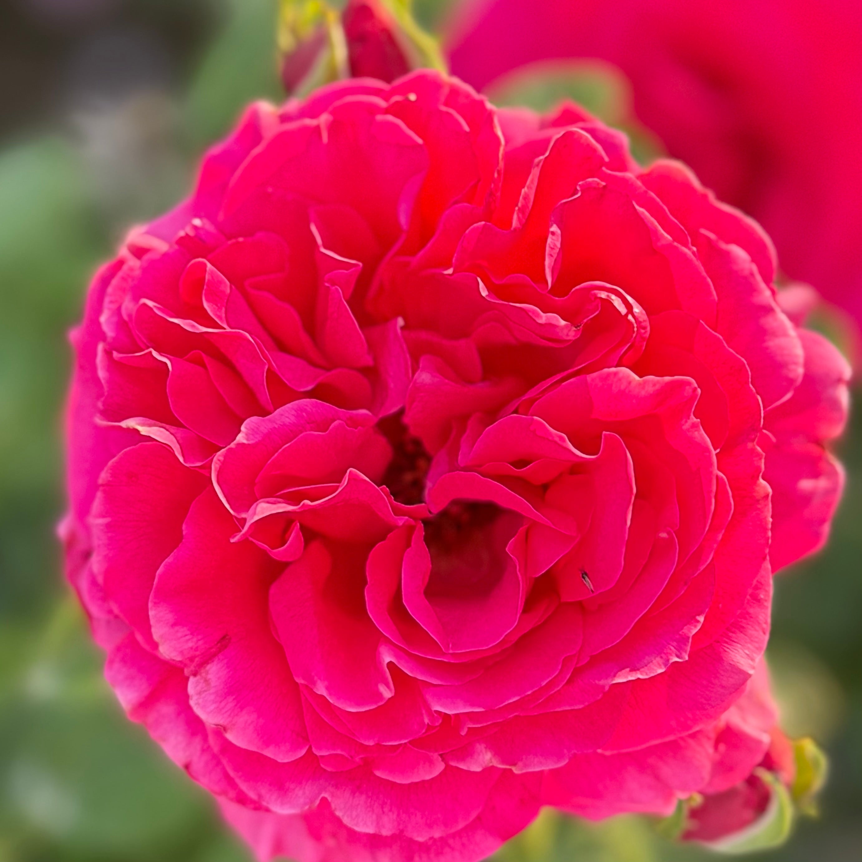 Voluptuous! Potted Rose Bush