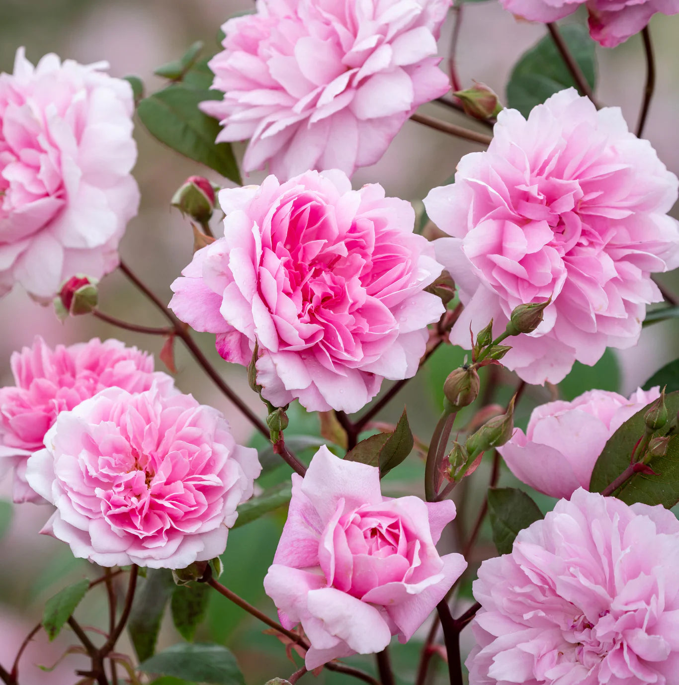 David Austin® Mary Delany® Potted Climbing Rose Bush