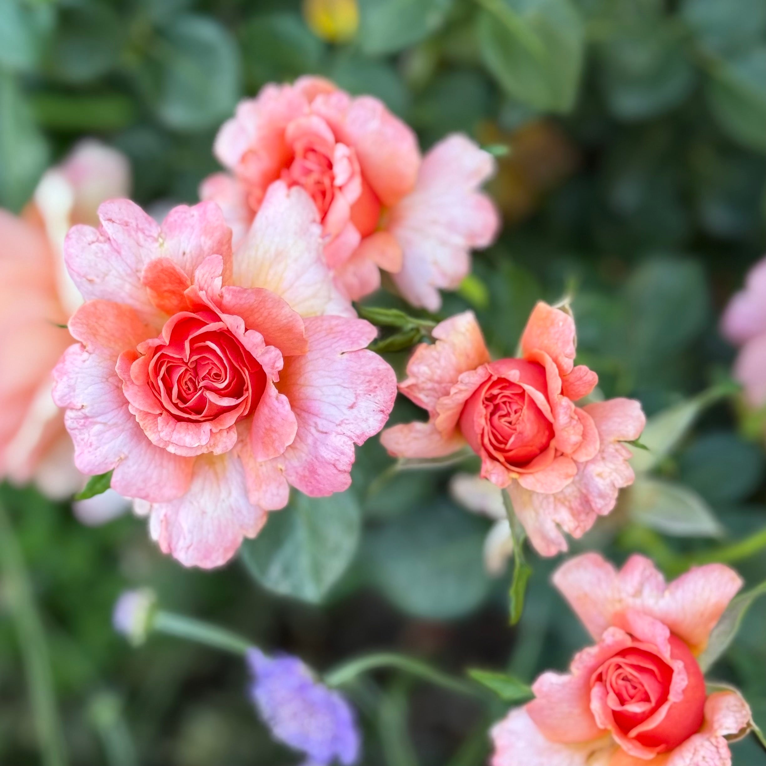 Easy Does It® Potted Tree Rose