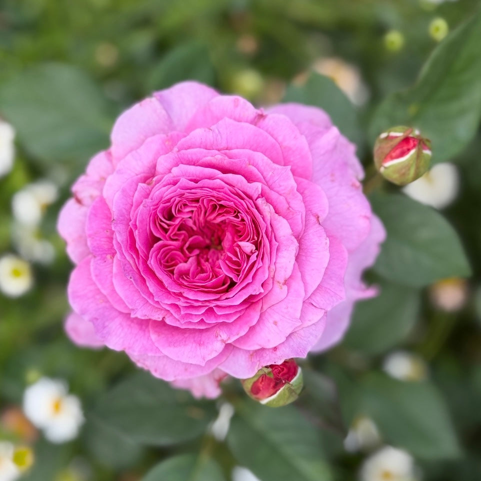 David Austin® Gabriel Oak Potted Rose Bush