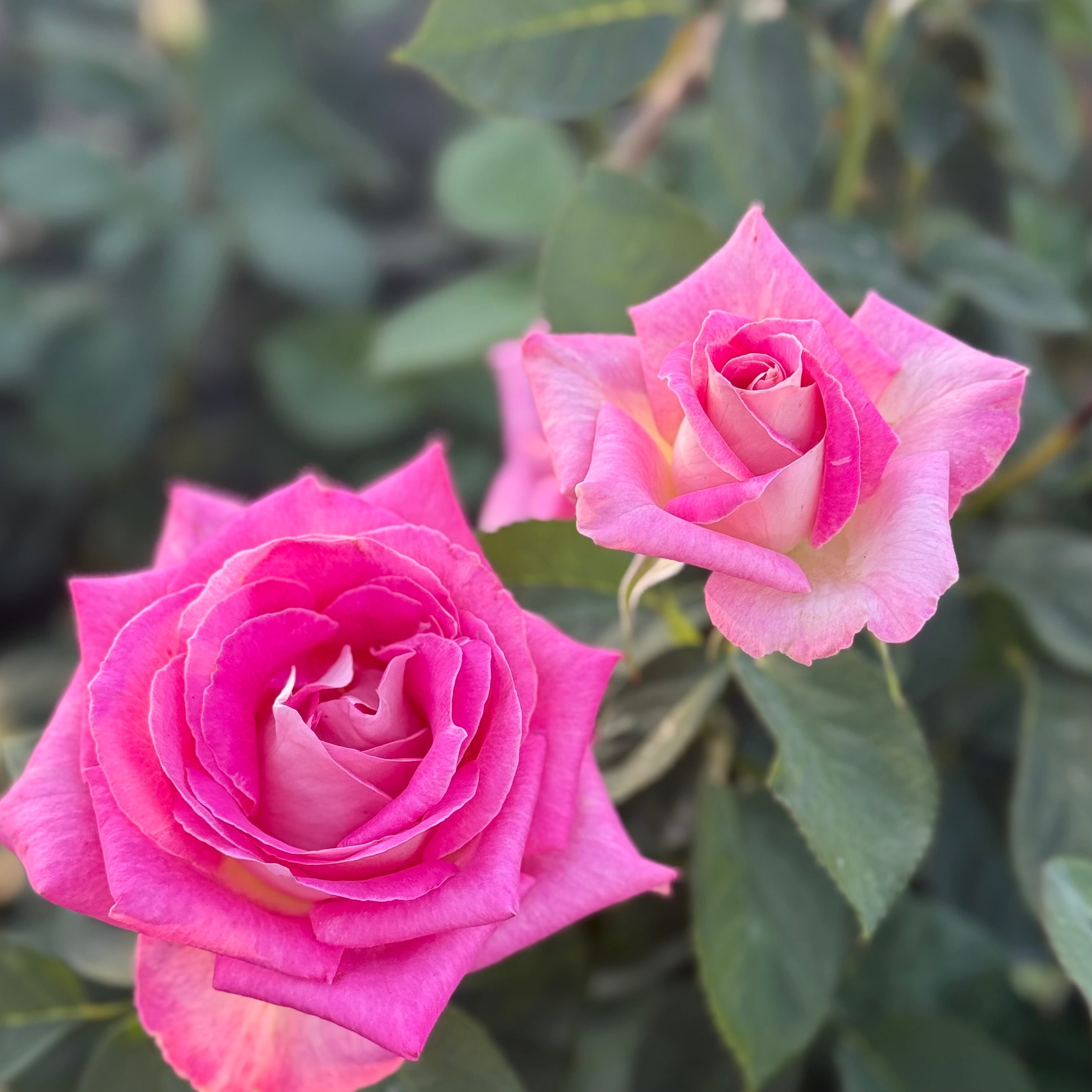 Painted Porcelain™ Potted Rose Bush