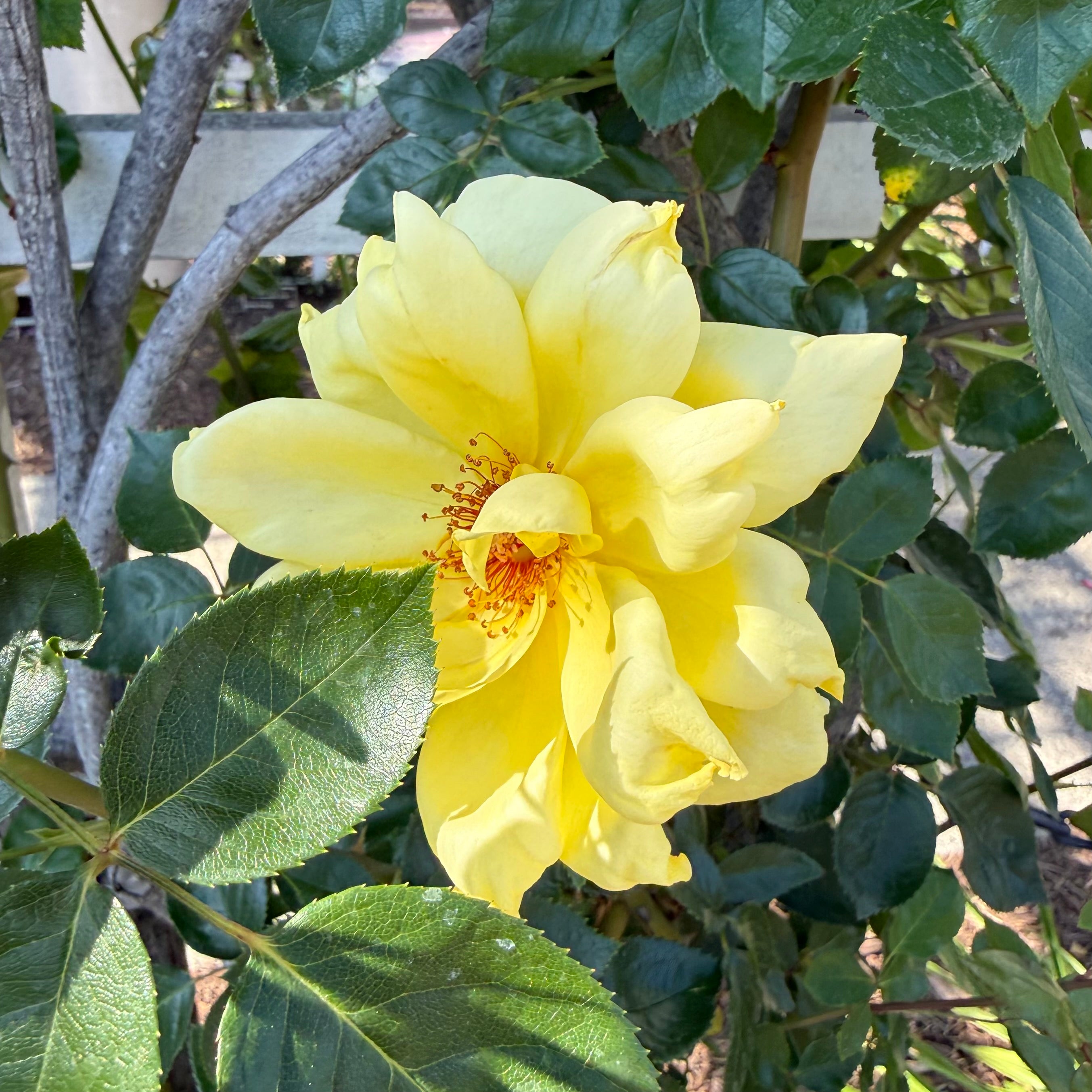 Golden Showers Potted Climbing Rose